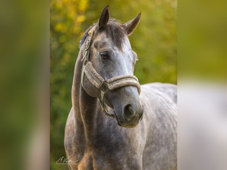 Altri purosangue Castrone 5 Anni 163 cm Grigio pezzato in Mannheim
