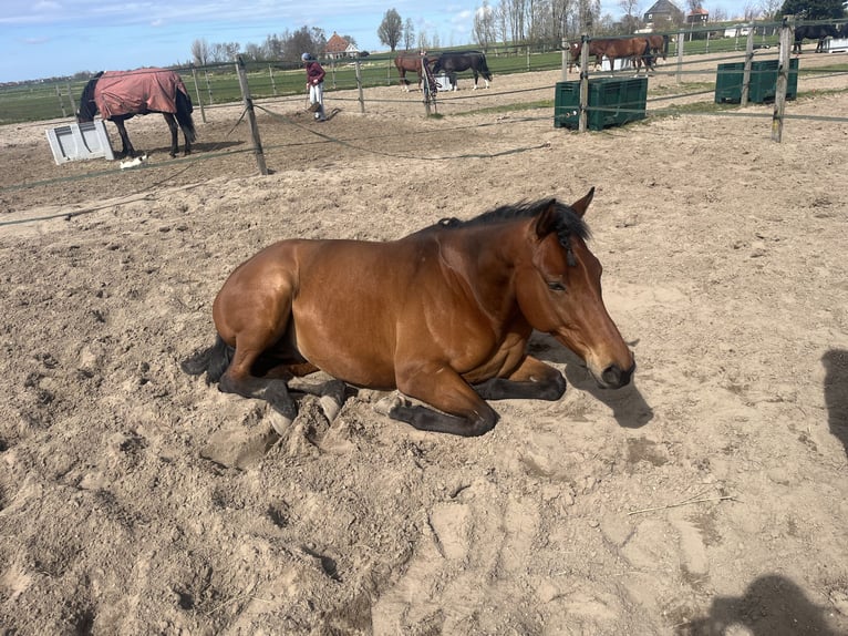 Altri purosangue Castrone 5 Anni 165 cm Baio in Broek in waterland