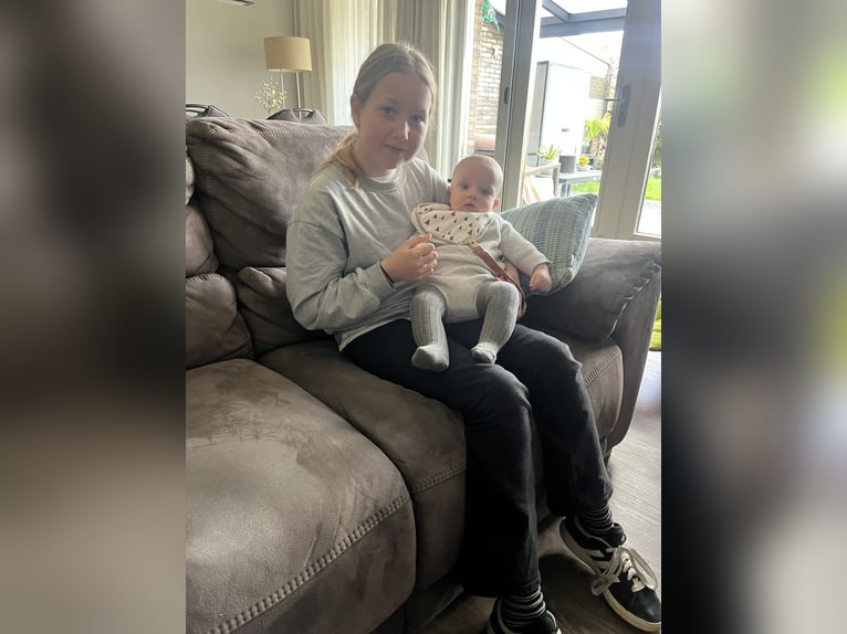 Altri purosangue Castrone 5 Anni 165 cm Baio in Broek in Waterland