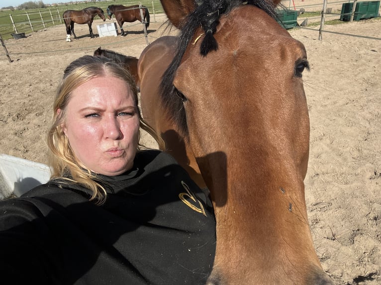 Altri purosangue Castrone 5 Anni 165 cm Baio in Broek in Waterland