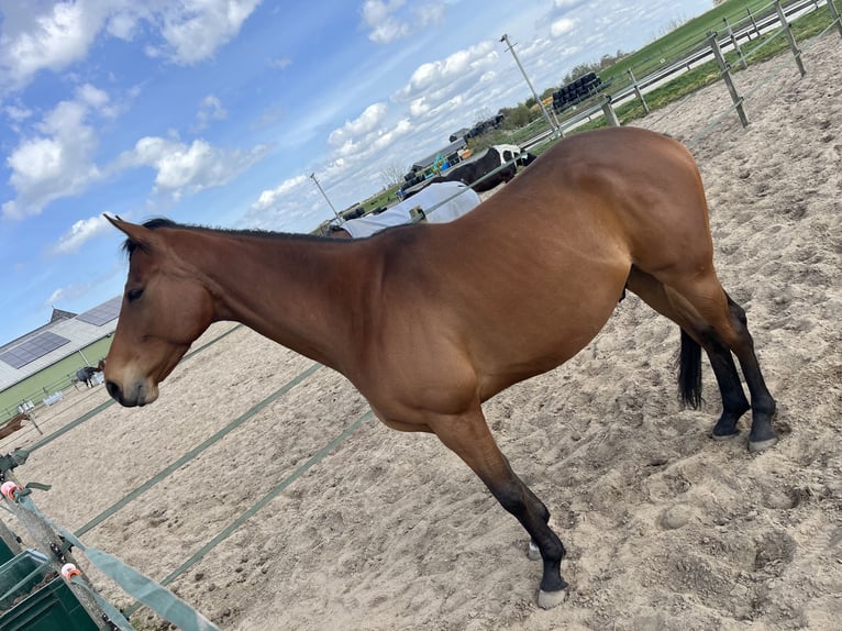 Altri purosangue Castrone 5 Anni 165 cm Baio in Broek in waterland