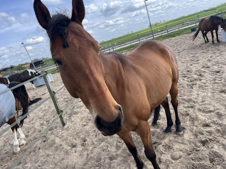 Altri purosangue Castrone 5 Anni 165 cm Baio in Broek in Waterland