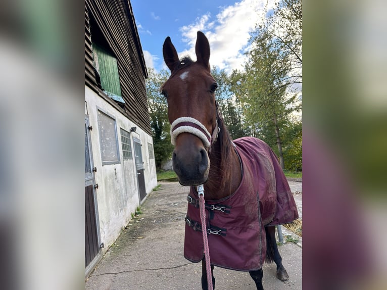 Altri purosangue Castrone 5 Anni 165 cm Baio in Gladbeck