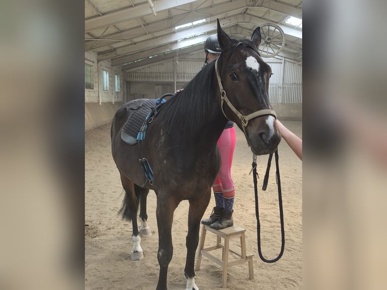 Altri purosangue Castrone 5 Anni 172 cm Baio scuro in Menden (Sauerland)