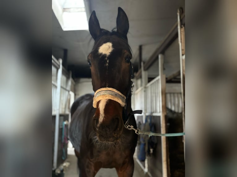 Altri purosangue Castrone 5 Anni 172 cm Baio scuro in Menden (Sauerland)