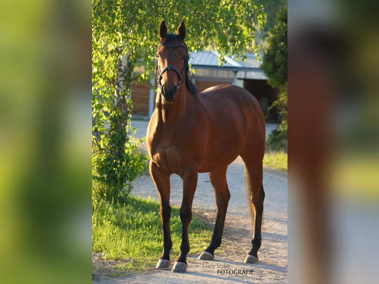 Altri purosangue Castrone 6 Anni 153 cm Baio in Karlsbad
