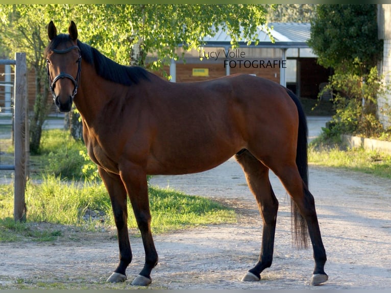 Altri purosangue Castrone 6 Anni 153 cm Baio in Karlsbad