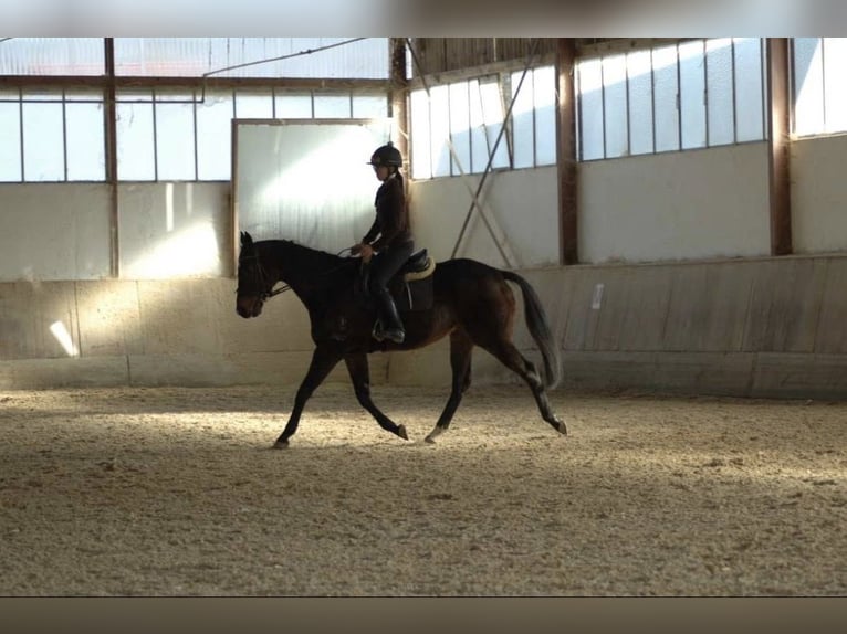 Altri purosangue Castrone 6 Anni 165 cm Baio scuro in Andritz