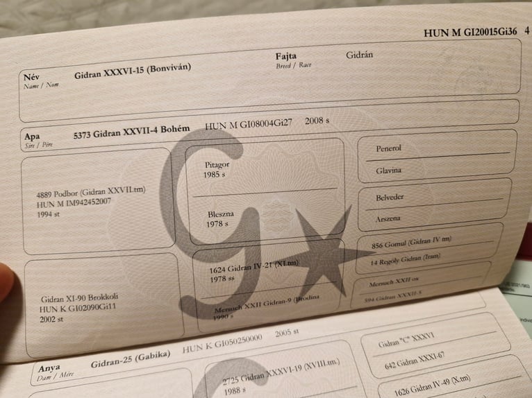 Altri purosangue Castrone 6 Anni 172 cm Sauro in Eppenstein