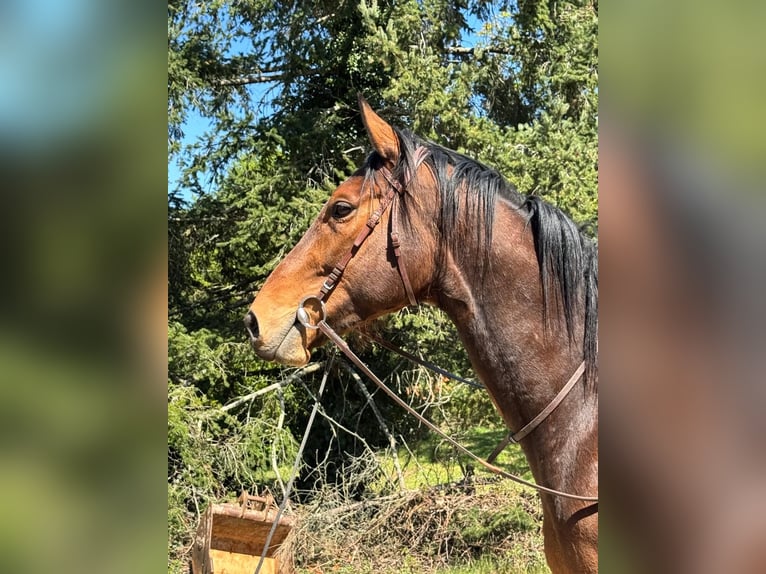 Altri purosangue Castrone 6 Anni 175 cm Baio in Loriges