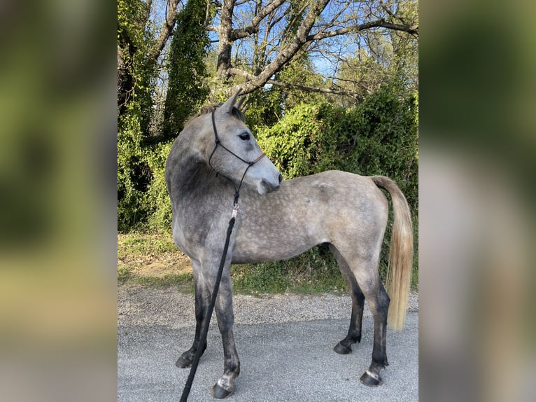Altri purosangue Castrone 7 Anni 155 cm Grigio in Salernes