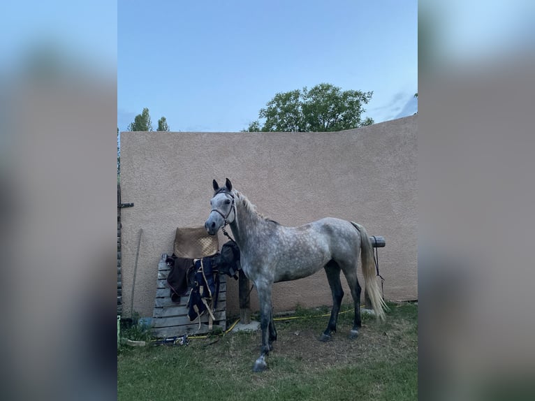 Altri purosangue Castrone 7 Anni 155 cm Grigio in Salernes