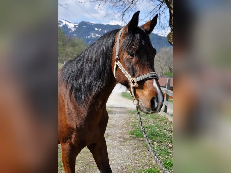 Altri purosangue Castrone 7 Anni 156 cm Baio in Lend