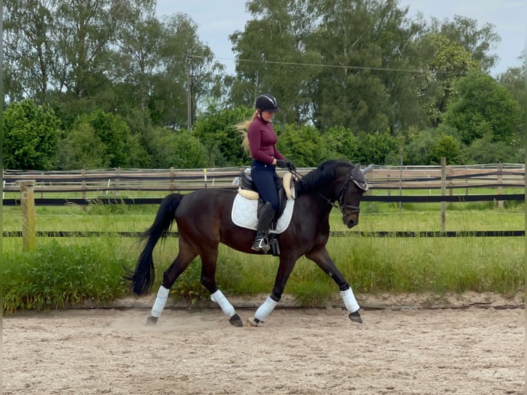 Altri purosangue Castrone 7 Anni 165 cm Baio scuro in Lüdinghausen