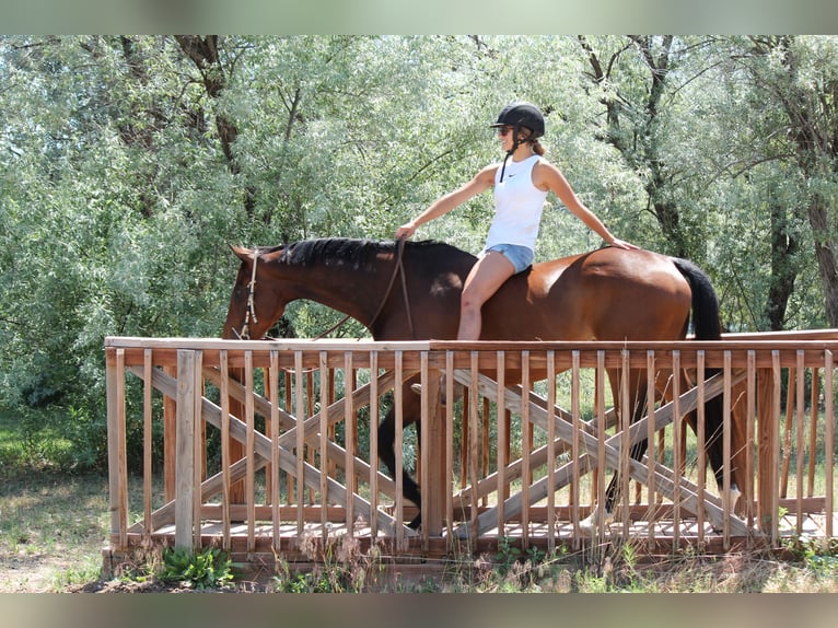 Altri purosangue Castrone 7 Anni 168 cm Baio ciliegia in Fort Collins, CO