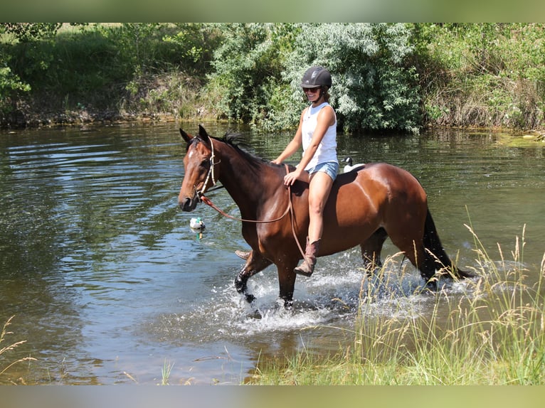 Altri purosangue Castrone 7 Anni 168 cm Baio ciliegia in Fort Collins, CO
