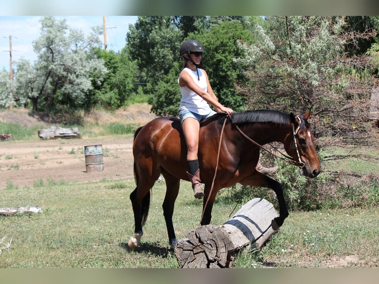 Altri purosangue Castrone 7 Anni 168 cm Baio ciliegia in Fort Collins, CO