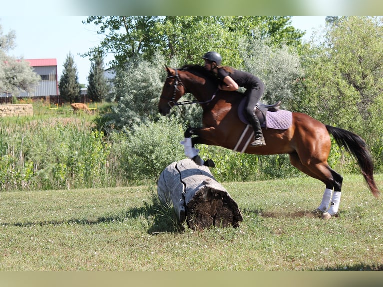 Altri purosangue Castrone 7 Anni 168 cm Baio ciliegia in Fort Collins, CO