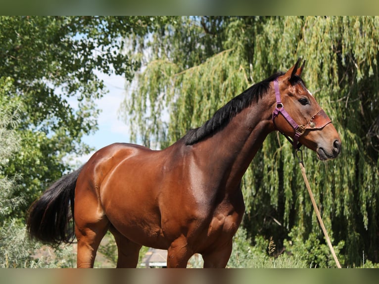 Altri purosangue Castrone 7 Anni 168 cm Baio ciliegia in Fort Collins, CO