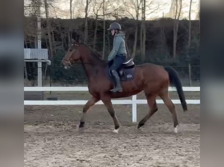 Altri purosangue Castrone 7 Anni 175 cm Baio scuro in Heusden-Zolder