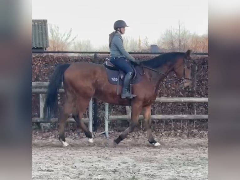 Altri purosangue Castrone 7 Anni 175 cm Baio scuro in Heusden-Zolder