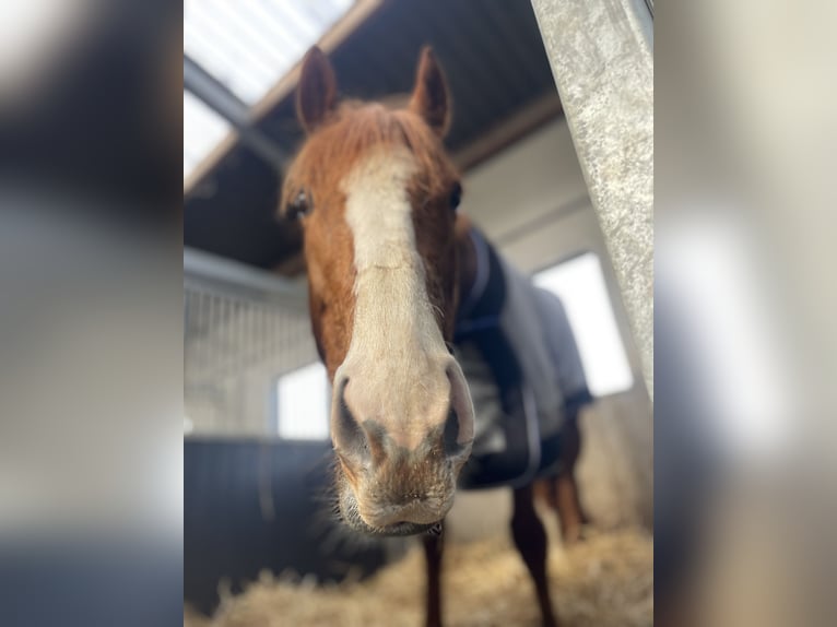 Altri purosangue Castrone 8 Anni 160 cm Sauro ciliegia in Geluwe