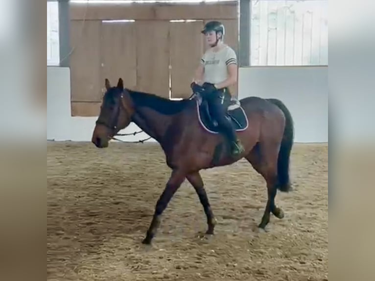 Altri purosangue Castrone 8 Anni 163 cm Baio in Pelmberg