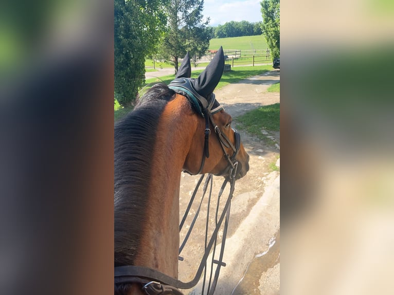 Altri purosangue Castrone 8 Anni 165 cm Baio in Lorrez le bocage