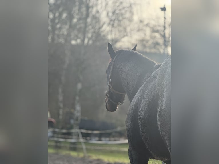Altri purosangue Castrone 8 Anni 167 cm Baio nero in Bruchsal