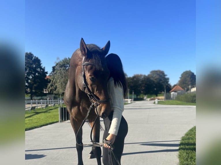 Altri purosangue Castrone 8 Anni 175 cm Baio ciliegia in Niepolomice