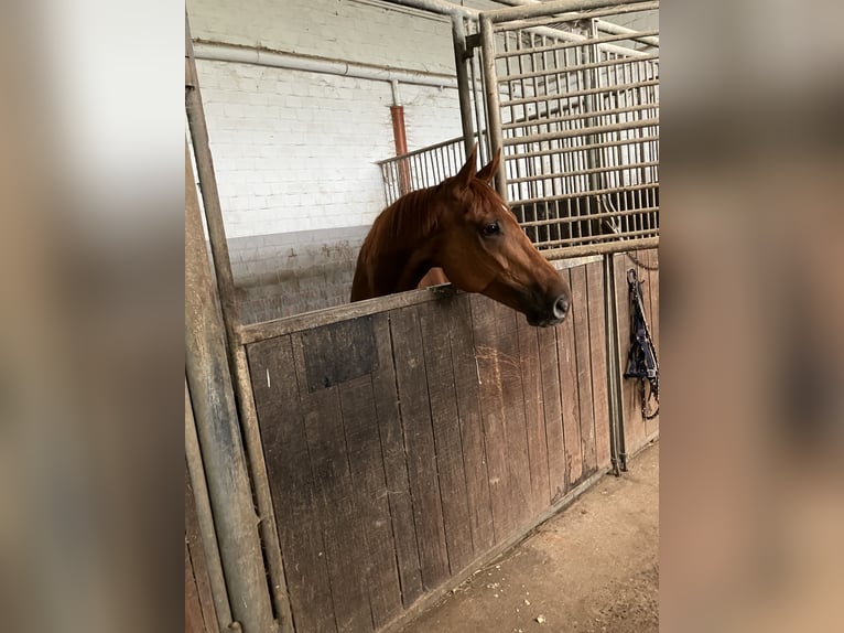 Altri purosangue Castrone 9 Anni 164 cm Sauro in Kaarst