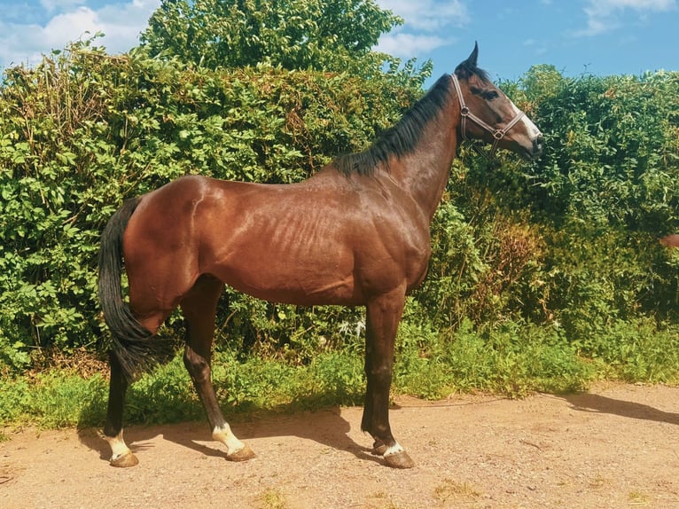 Altri purosangue Castrone 9 Anni 167 cm Baio in Wegeleben