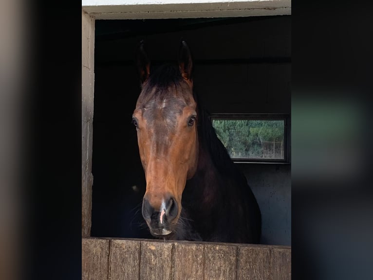 Altri purosangue Castrone 9 Anni 168 cm Baio in Beckingen