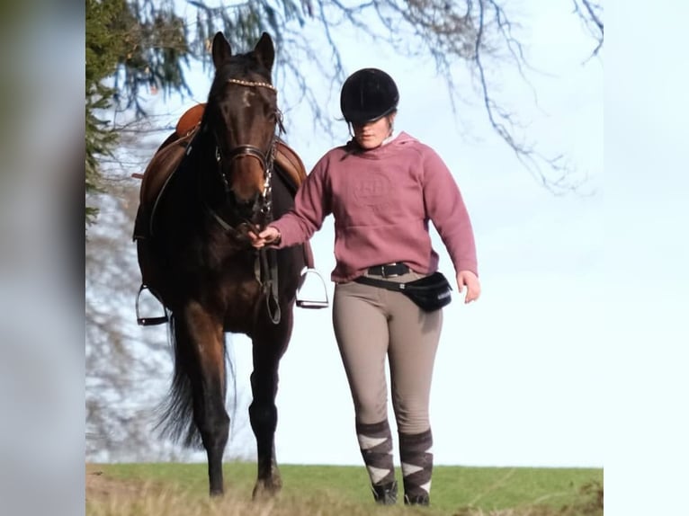 Altri purosangue Castrone 9 Anni 170 cm Baio scuro in Bad Abbach