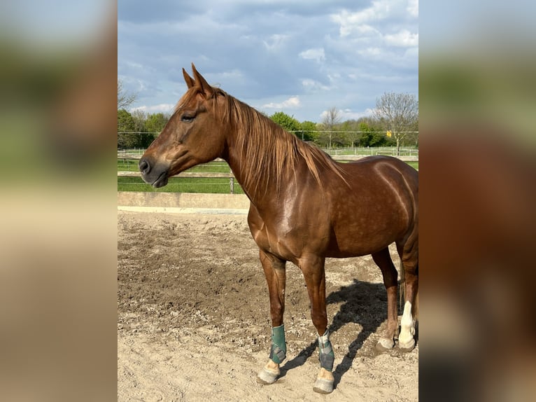 Altri purosangue Giumenta 10 Anni 157 cm Sauro in Nörvenich