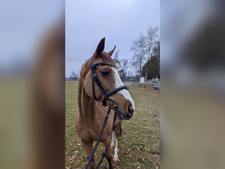 Altri purosangue Giumenta 10 Anni 158 cm Sauro in Aulendorf