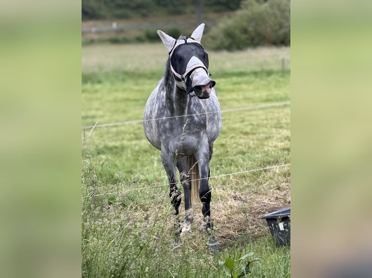 Altri purosangue Giumenta 10 Anni 160 cm Grigio pezzato in Katzenelnbogen
