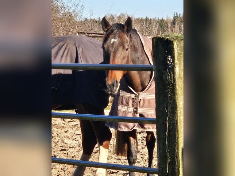 Altri purosangue Giumenta 10 Anni 161 cm Baio scuro in Wietzendorf