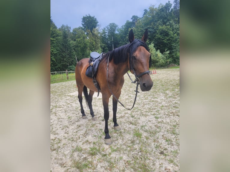 Altri purosangue Giumenta 10 Anni 165 cm Baio in Takern II