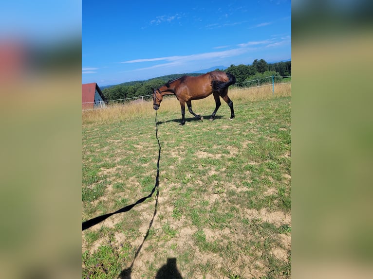 Altri purosangue Giumenta 10 Anni 165 cm Baio in Takern II