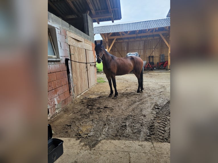 Altri purosangue Giumenta 10 Anni 165 cm Baio in Takern II