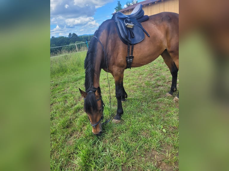 Altri purosangue Giumenta 10 Anni 165 cm Baio in Takern II