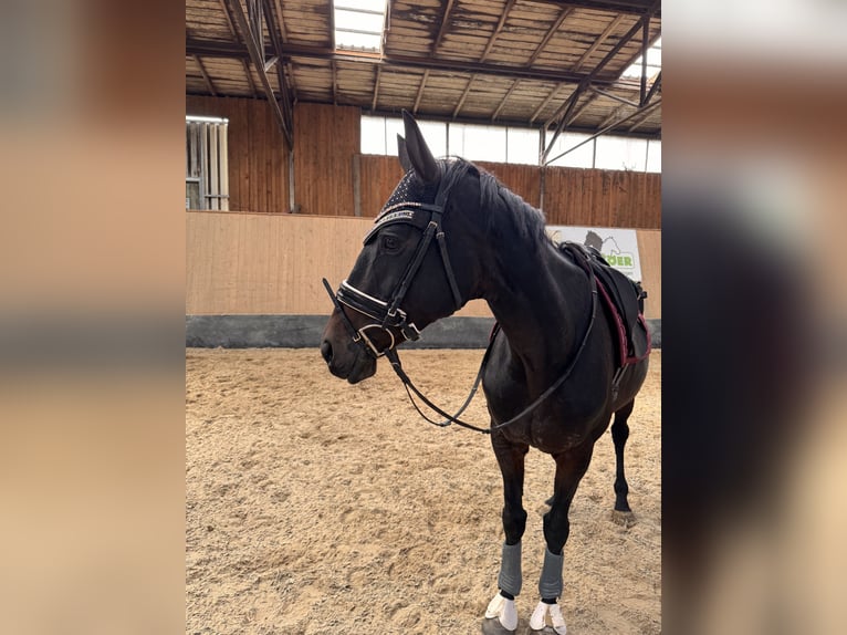 Altri purosangue Giumenta 10 Anni 166 cm Baio scuro in Wegeleben