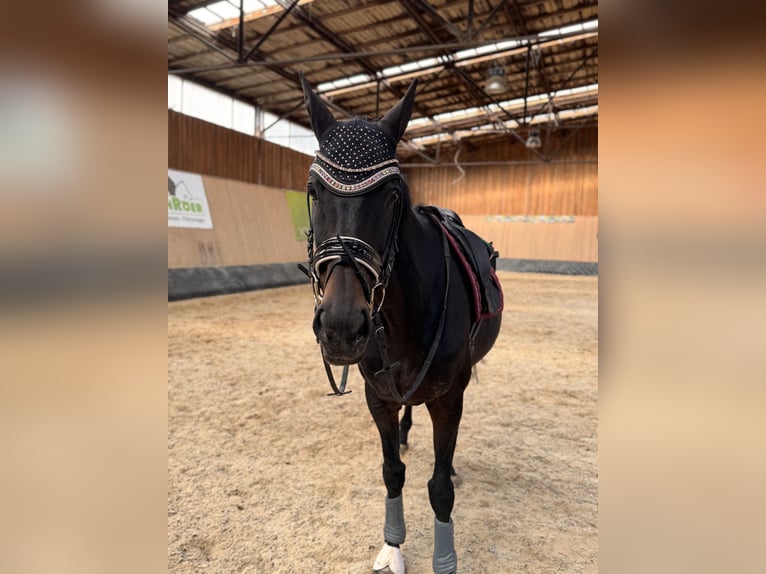 Altri purosangue Giumenta 10 Anni 166 cm Baio scuro in Wegeleben