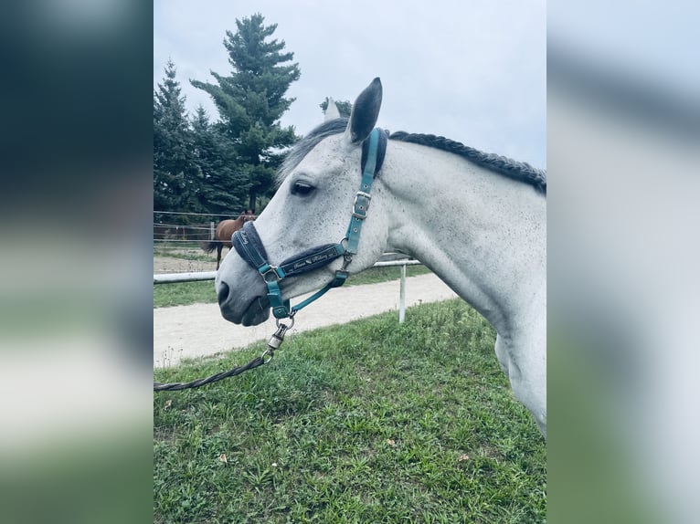 Altri purosangue Giumenta 10 Anni 168 cm Grigio pezzato in Pirna