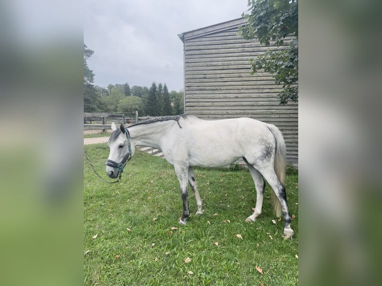 Altri purosangue Giumenta 10 Anni 168 cm Grigio pezzato in Pirna