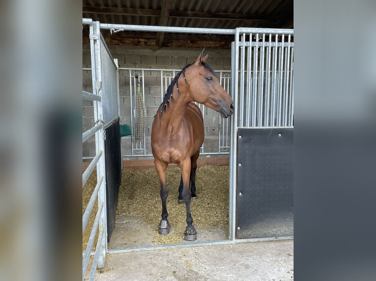 Altri purosangue Giumenta 11 Anni 160 cm Baio in Pforzheim