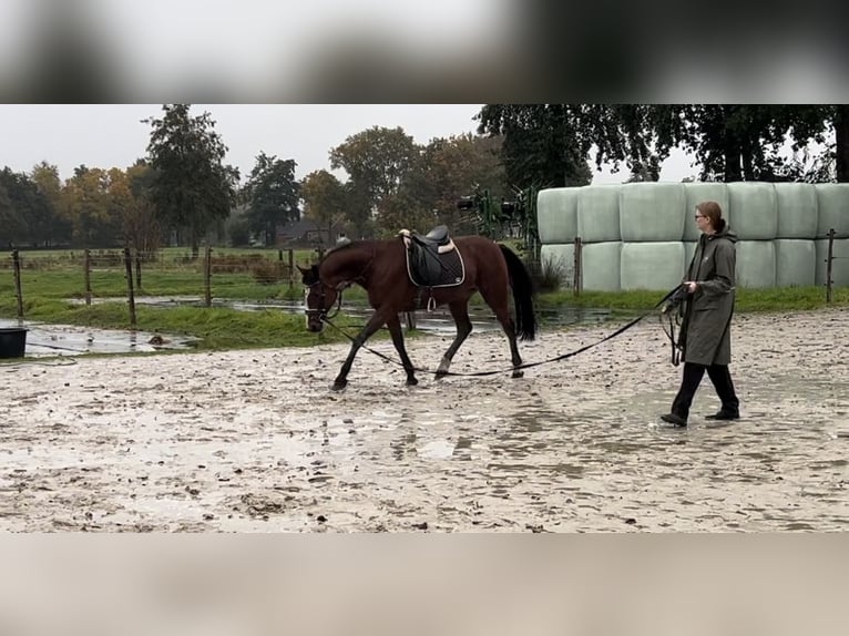 Altri purosangue Giumenta 13 Anni 153 cm Baio in Ihlow