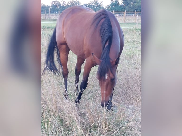 Altri purosangue Giumenta 13 Anni 158 cm Baio in Ludwigslust