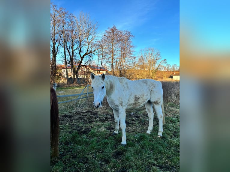Altri purosangue Giumenta 13 Anni Grigio in Chieming